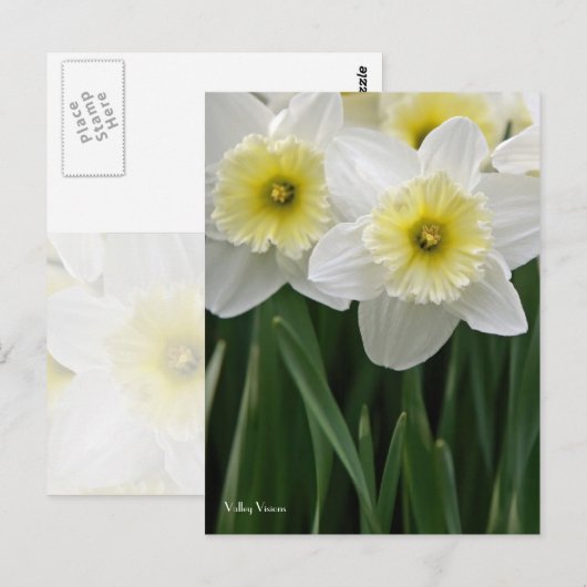 ダフォジル ポストカード (正面/裏面)