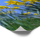 ダフォディルスカイ ポスター (角)