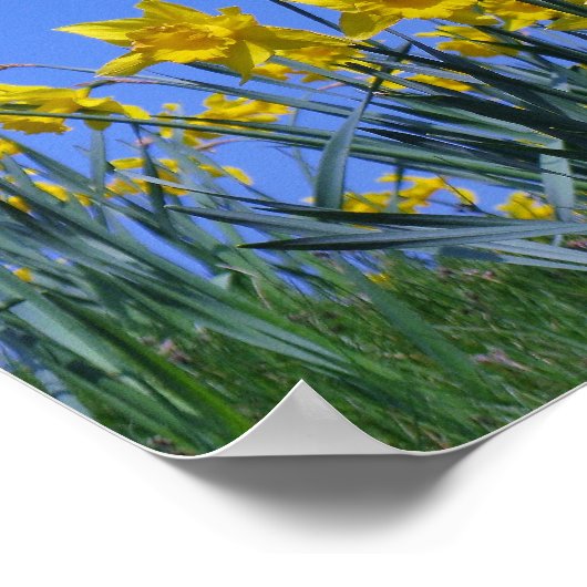 ダフォディルスカイ ポスター (角)