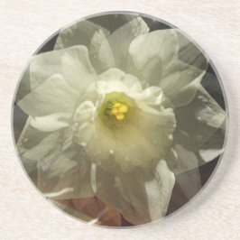 ダフォディルドリームズ コースター