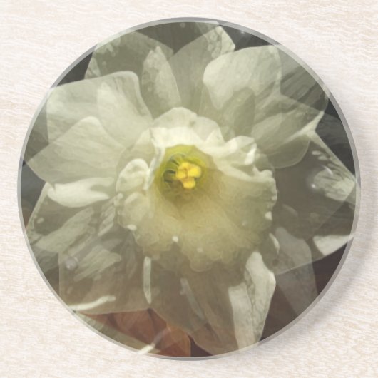 ダフォディルドリームズ コースター (正面)