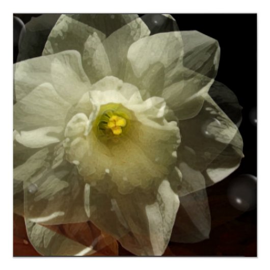 ダフォディルドリームズ ポスター (正面)