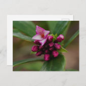 ダフネフラワーポストカード ポストカード (正面/裏面)