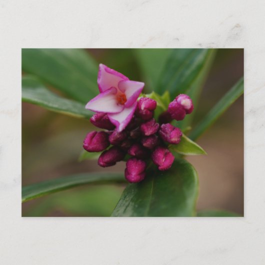 ダフネフラワーポストカード ポストカード (正面)