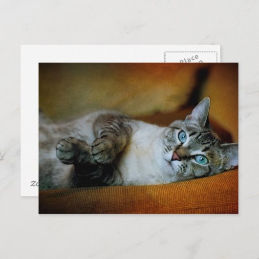 ダフネ ポストカード (正面/裏面)