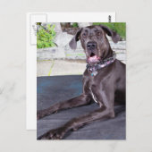 ダフネ ポストカード (正面/裏面)