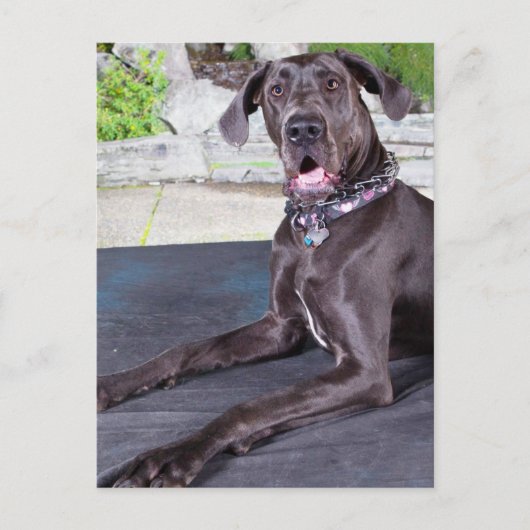 ダフネ ポストカード (正面)