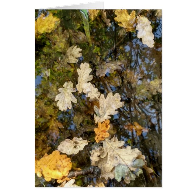 ダブリンの葉 (正面)