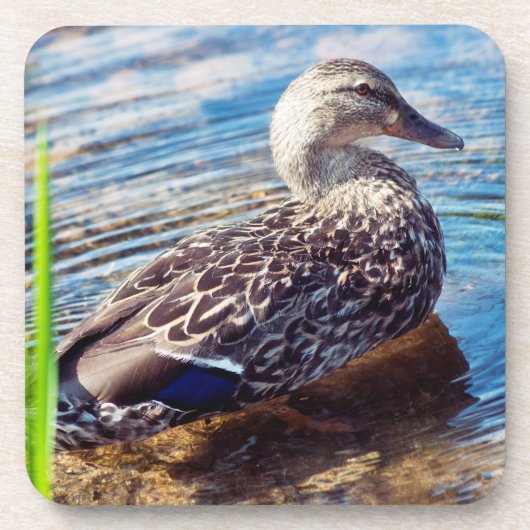 ダブリング・リプル コースター (正面)