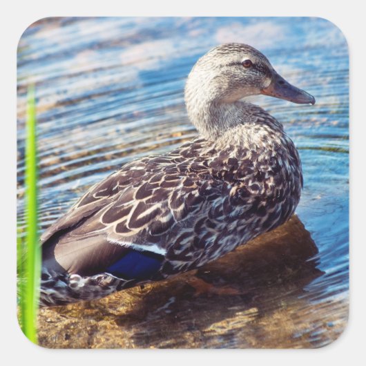 ダブリング・リプル スクエアシール (正面)