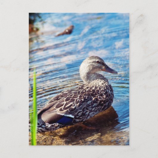 ダブリング・リプル ポストカード (正面)