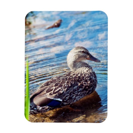 ダブリング・リプル マグネット (縦)