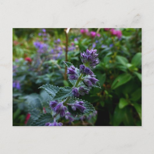 ダブリン開花 ポストカード (正面)