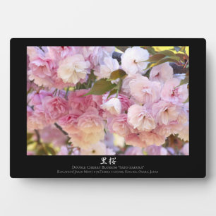 ダブルさくらんぼの花:佐藤桜 フォトプラーク
