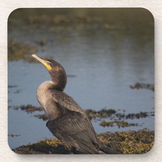 ダブルの鵜 コースター (正面)