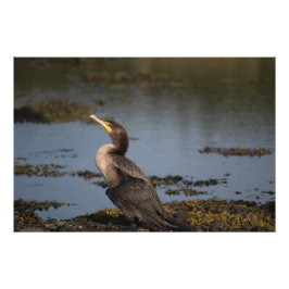 ダブルの鵜 フォトプリント           