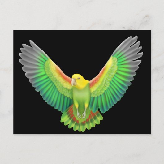 ダブルイエロー・ヘッドのアマゾン ポストカード (正面)