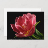 ダブルチューリップ開花春フラワーポストカード ポストカード (正面/裏面)