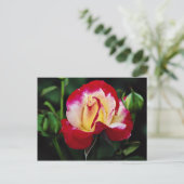 ダブルディライトハイブリッドティーバラ「アンデリ」ホワイトフロー ポストカード (スタンド正面)