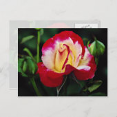 ダブルディライトハイブリッドティーバラ「アンデリ」ホワイトフロー ポストカード (正面/裏面)