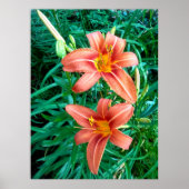 ダブルデイリーオレンジ色の花の写真プリントポスター ポスター (正面)
