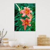 ダブルデイリーオレンジ色の花の写真プリントポスター ポスター (キッチン)