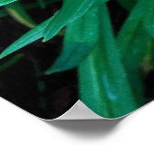 ダブルデイリーオレンジ色の花の写真プリントポスター ポスター (角)