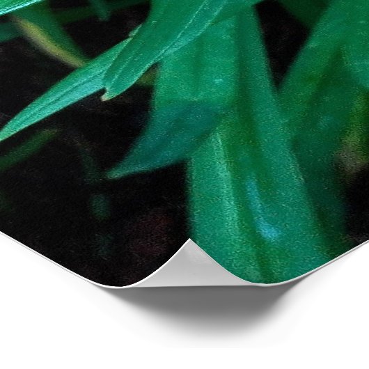 ダブルデイリーオレンジ色の花の写真プリントポスター ポスター (角)