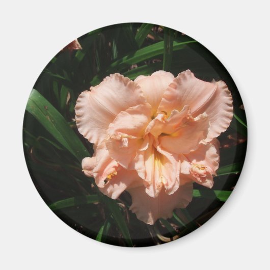 ダブルデイリー マグネット (正面)