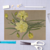 ダブルナルキッスサルファクロオンシルバーフェニックス 薄葉紙 (クラフト)