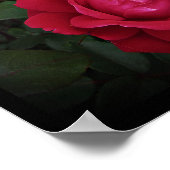 ダブルノックアウト赤い低木バラウォールアートバイStan VG ポスター (角)