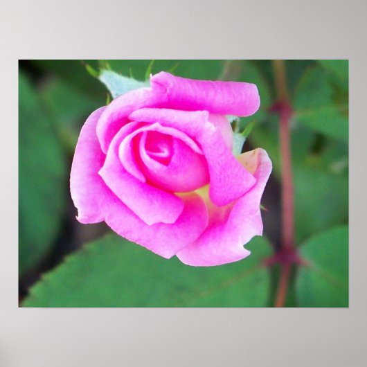 ダブルノックアウト（ピンク） ポスター (正面)