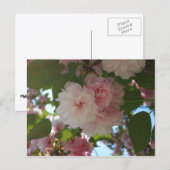 ダブルパルーミングさくらんぼツリーI春フローラ ポストカード (正面/裏面)