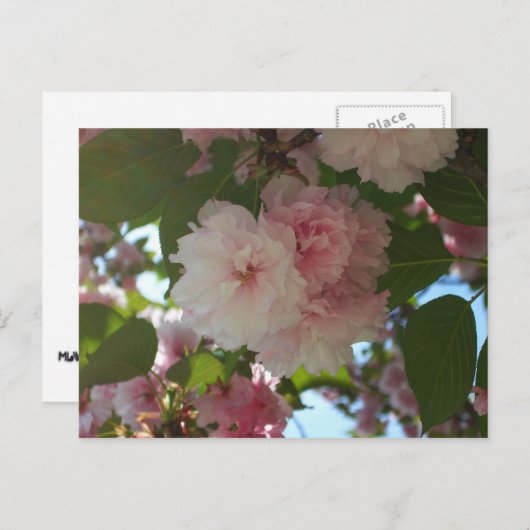 ダブルパルーミングさくらんぼツリーI春フローラ ポストカード (正面/裏面)