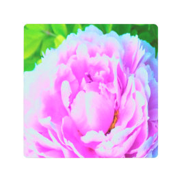 ダブル素晴らしピンク牡丹フラワー詳細 メタルプリント