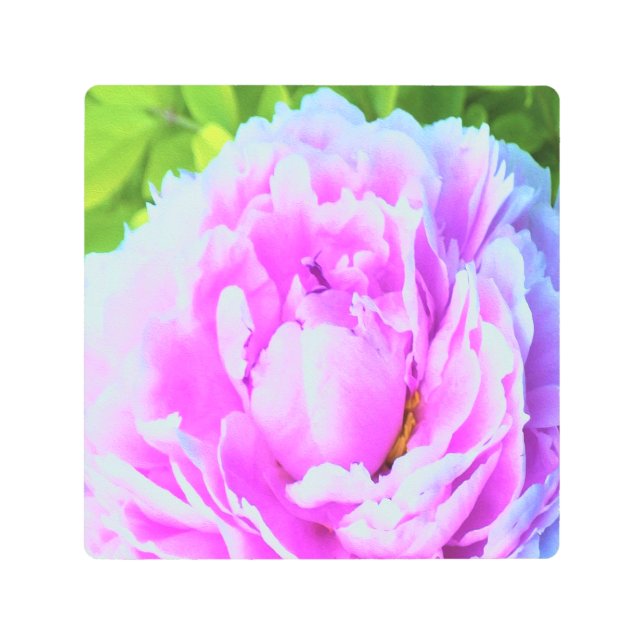 ダブル素晴らしピンク牡丹フラワー詳細 メタルプリント (正面)