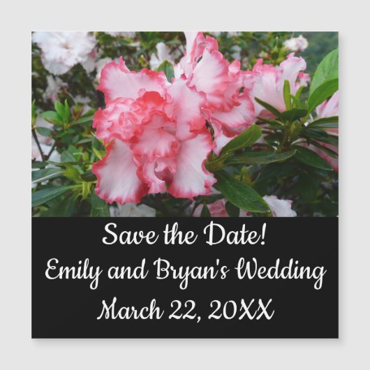 ダブル赤と白ツツツツジ春フローラ (正面)