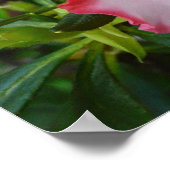 ダブル赤と白ツツツツジ春フローラ ポスター (角)