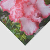 ダブル赤と白ツツツツジ春フローラ 薄葉紙 (詳細)