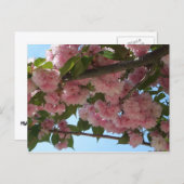 ダブル開花さくらんぼツリーIV春 ポストカード (正面/裏面)