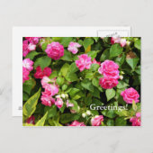 ダブル・インパティエンスポストカード ポストカード (正面/裏面)