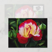 ダブル デライト ハイブリッド ティー ローズ 'アンデリ' 白い花 ポストカード (正面/裏面)