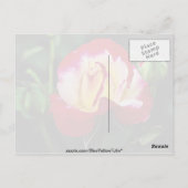 ダブル デライト ハイブリッド ティー ローズ 'アンデリ' 白い花 ポストカード (裏面)