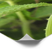 ダブルCollated Sunbird自然撮影アフリカ ポスター (角)