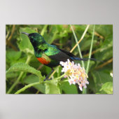 ダブルCollated Sunbird自然撮影アフリカ ポスター (正面)