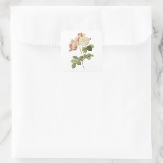 ダマスクバラ(ローザダマシン・セルシアナ)バイレッドヴェー スクエアシール (バッグ)