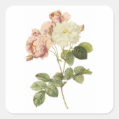 ダマスクバラ(ローザダマシン・セルシアナ)バイレッドヴェー スクエアシール (正面)