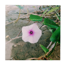 ダムのホウレンソウ