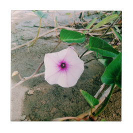 ダムのホウレンソウ タイル