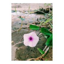 ダムの水ほうれん草の花